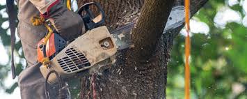 Soulsbyville, CA Tree Care Company