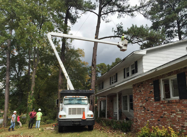 How Our Tree Care Process Works  in  Soulsbyville, CA