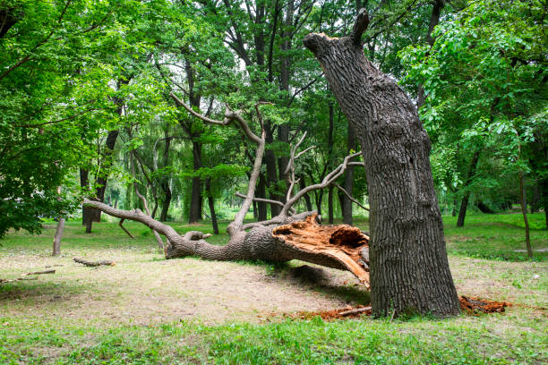 Best Tree Mulching  in Soulsbyville, CA