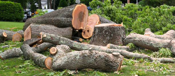 Best Tree Preservation Services  in Soulsbyville, CA