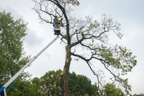 Best Tree Maintenance Programs  in Soulsbyville, CA