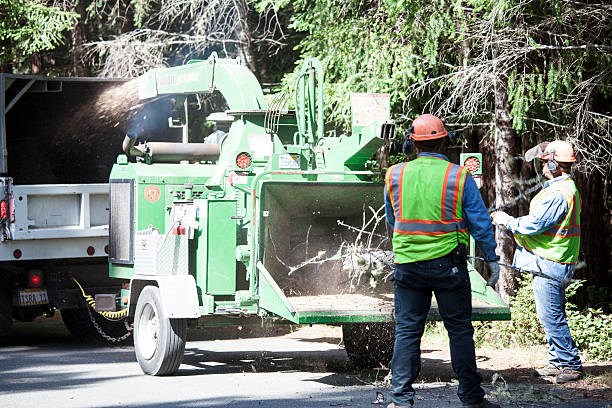 Best Lawn Renovation and Restoration  in Soulsbyville, CA