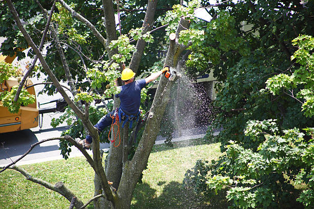 Best Lawn Disease Treatment  in Soulsbyville, CA