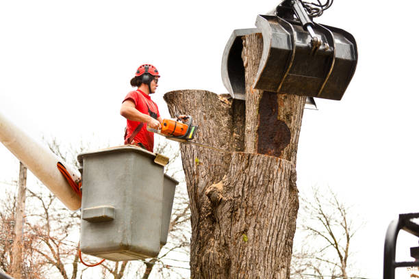 Best Tree Removal  in Soulsbyville, CA